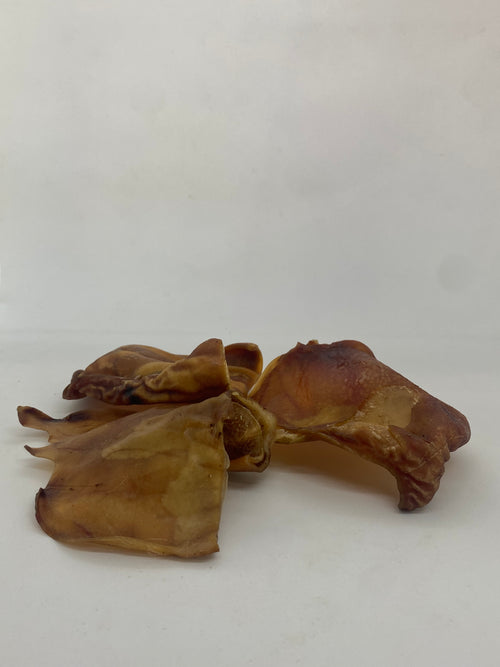 Australian Pigs Ear
