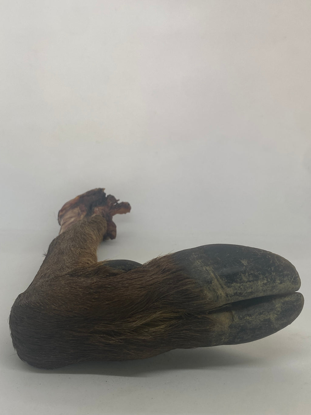Deer Trotter