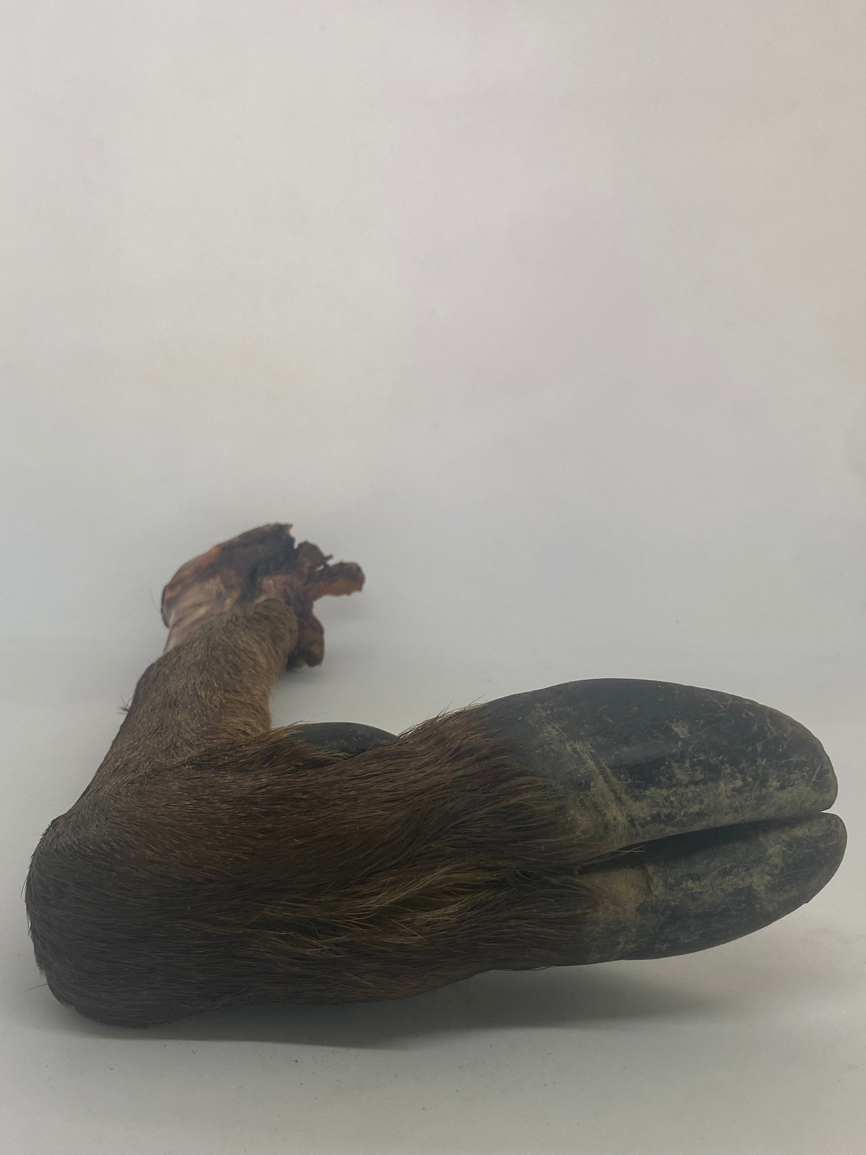 Deer Trotter