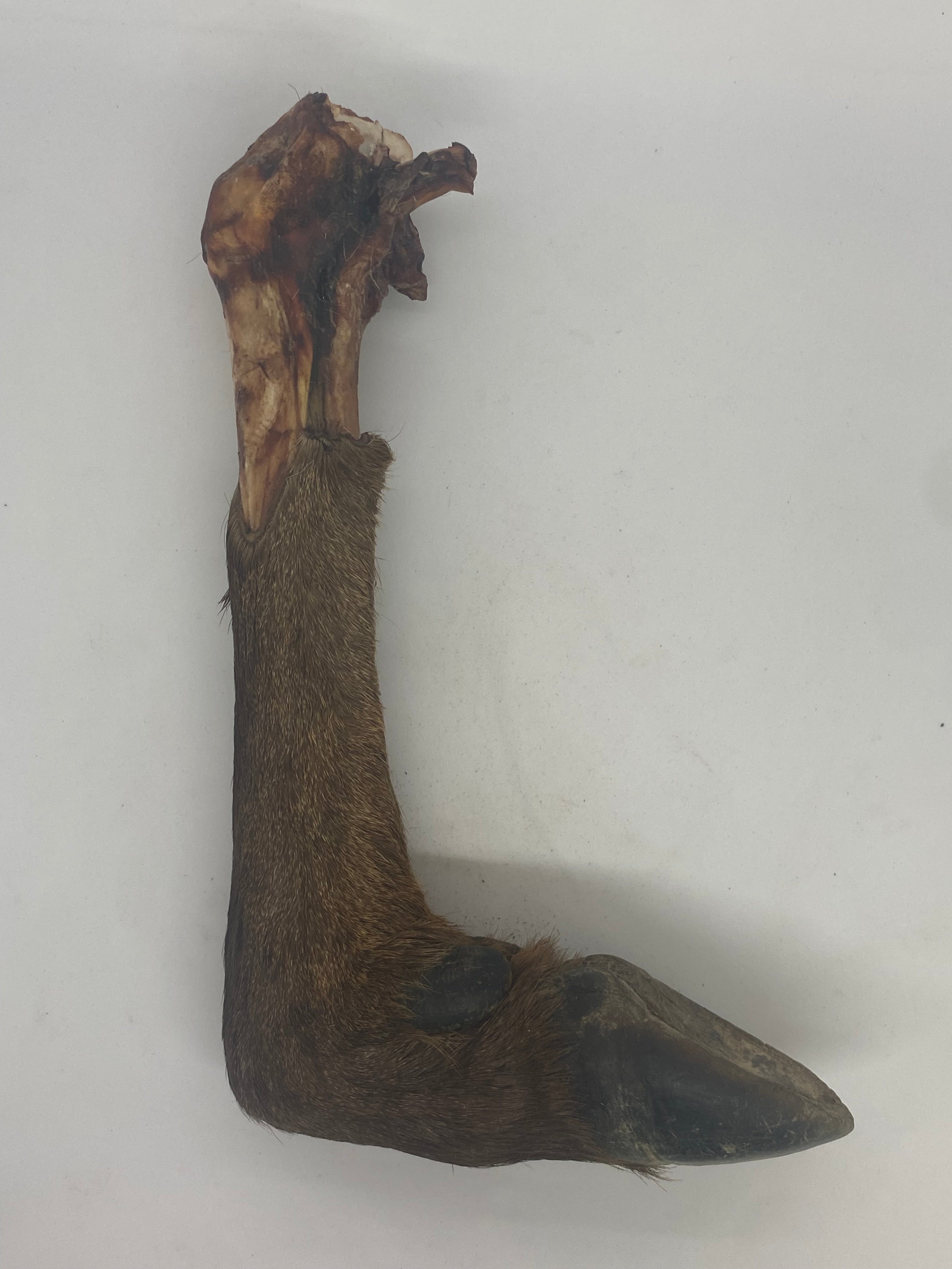 Deer Trotter