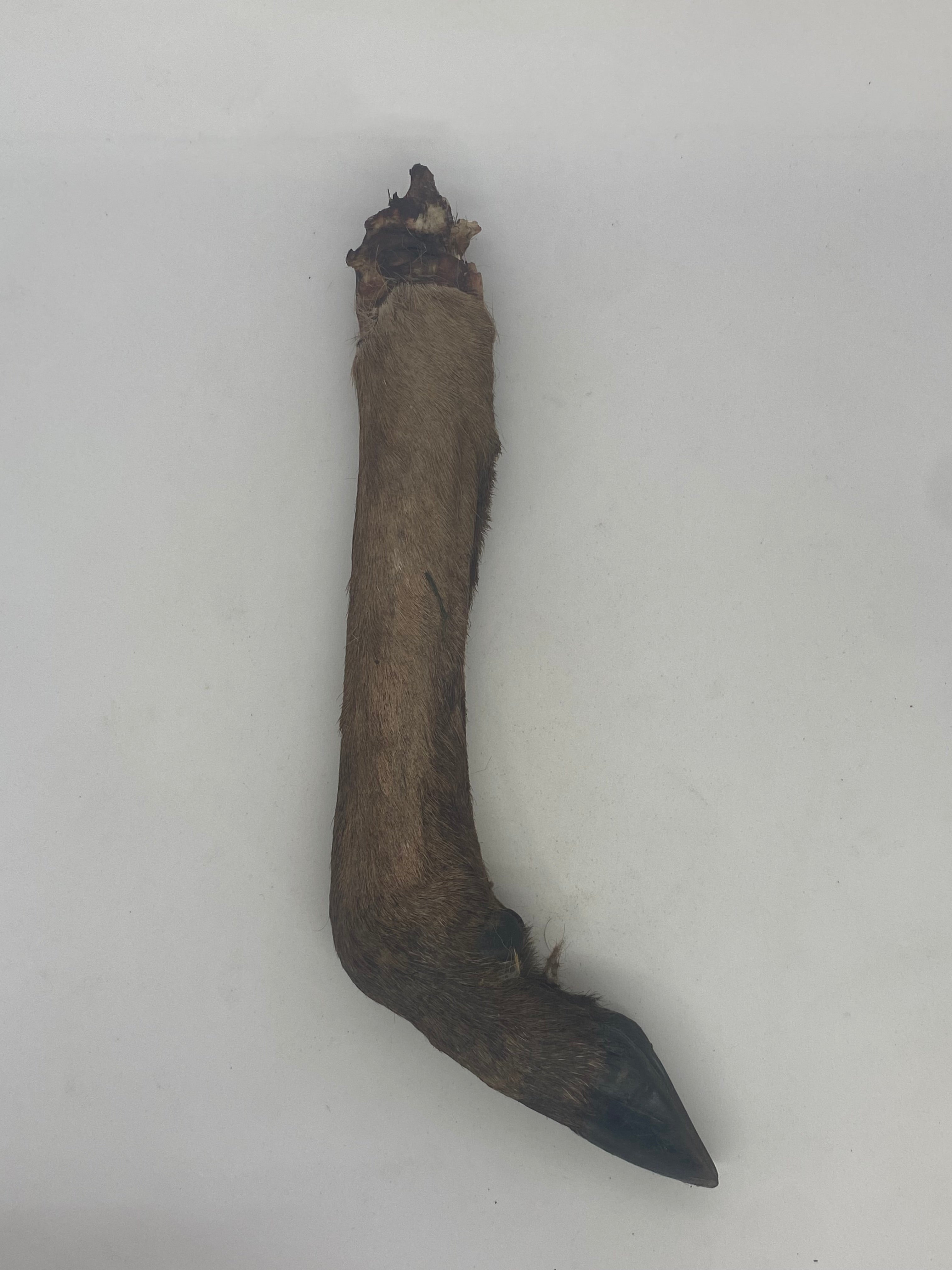 Deer Trotter