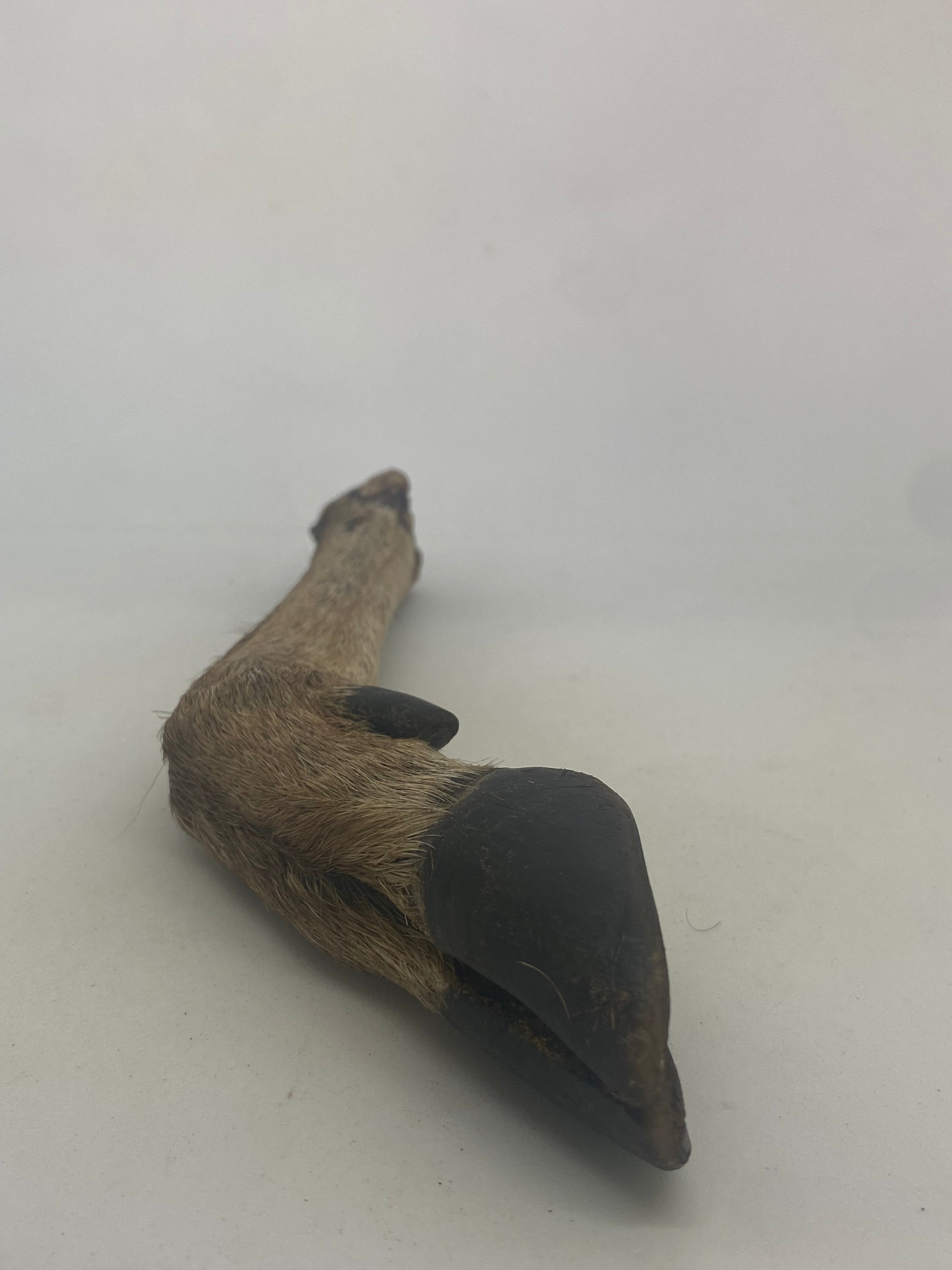 Deer Trotter