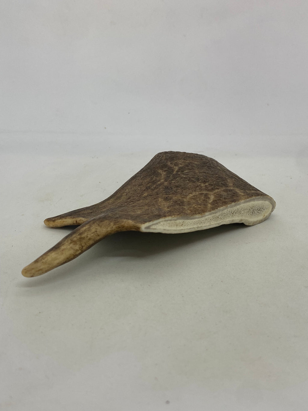 Deer Antler