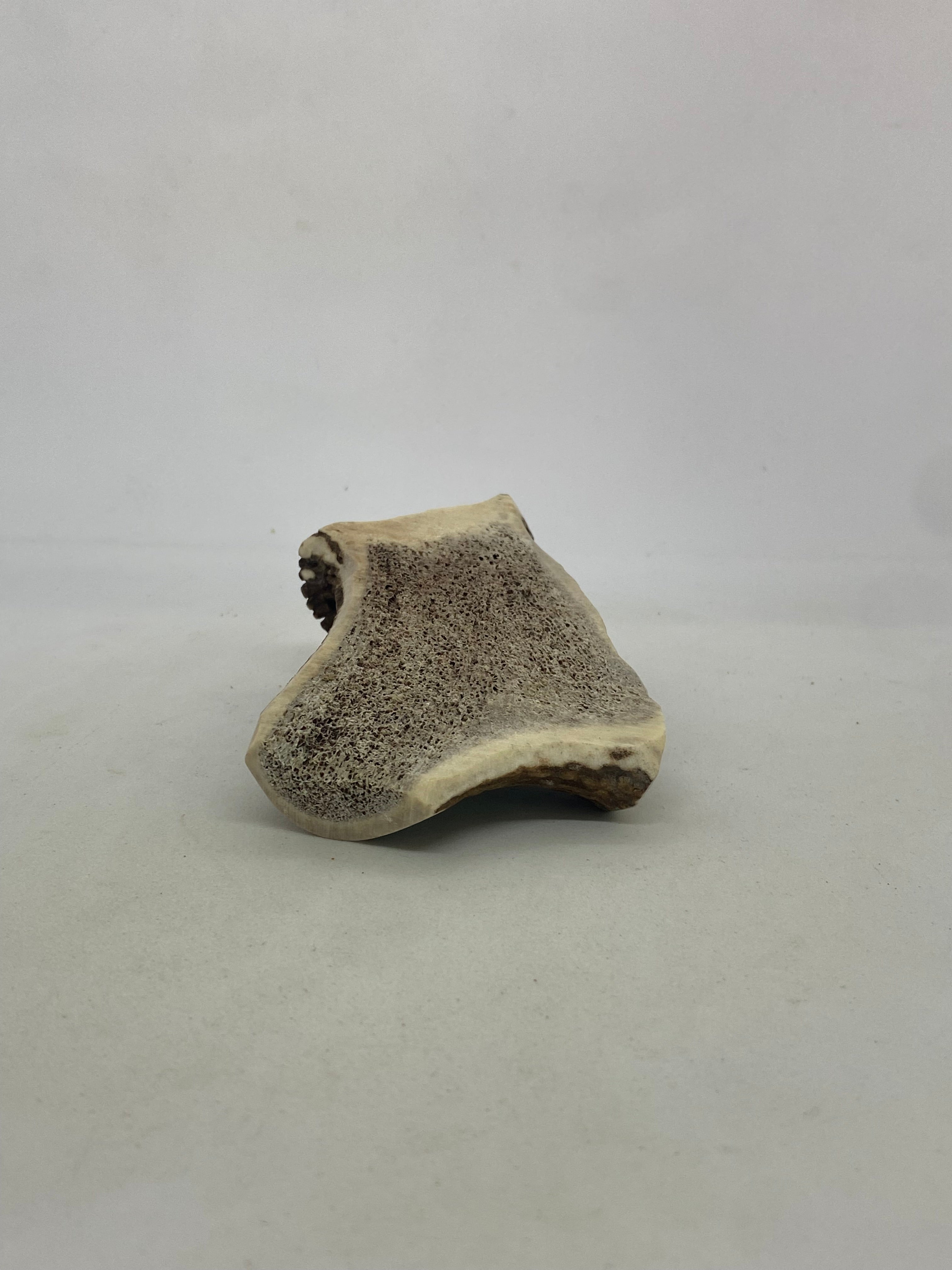 Deer Antler
