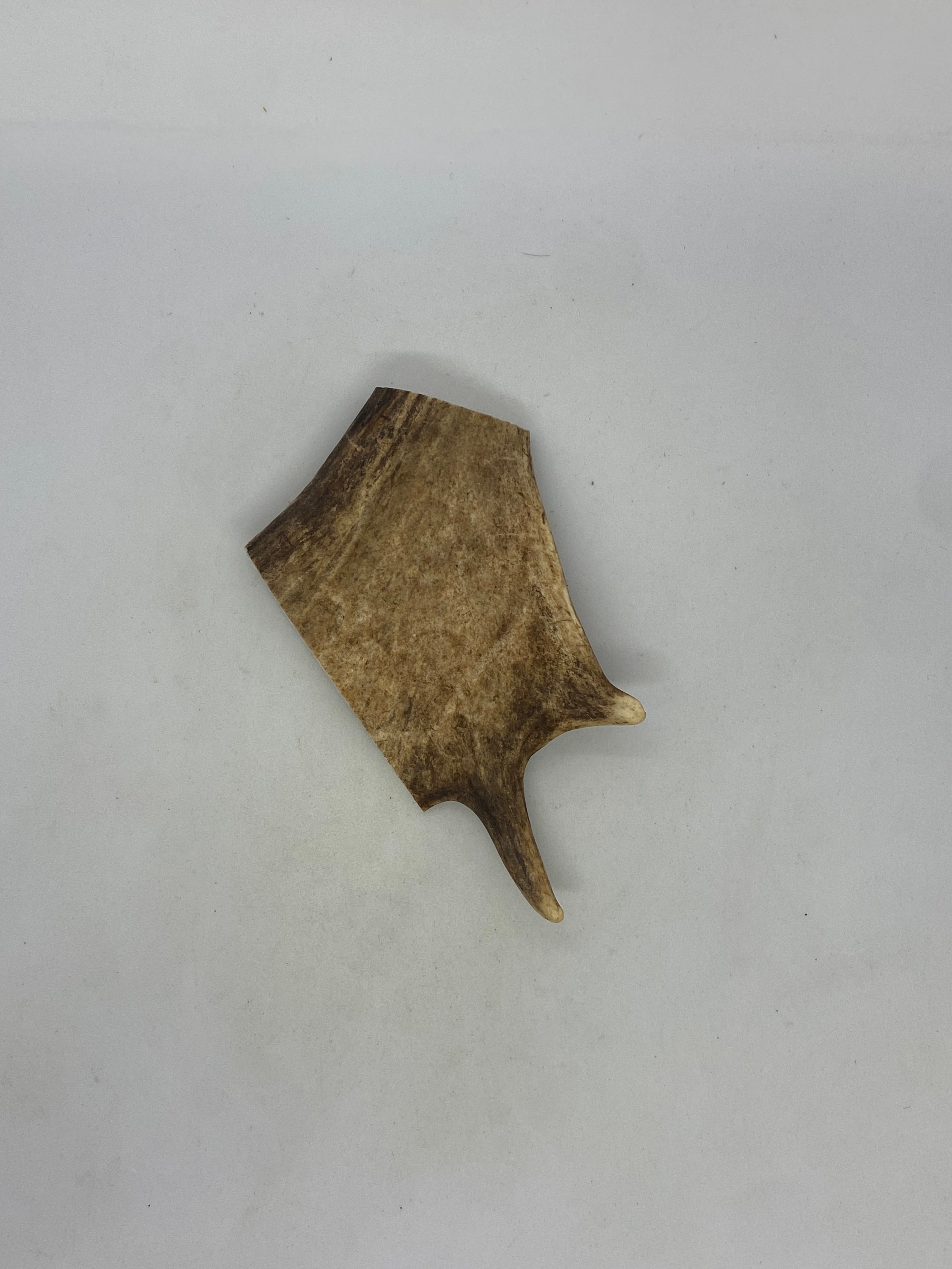Deer Antler