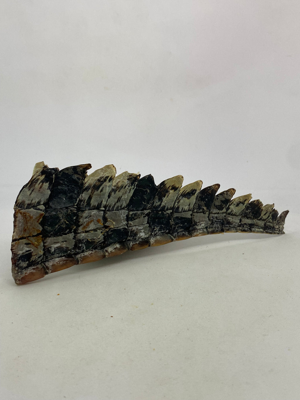 Crocodile Tails
