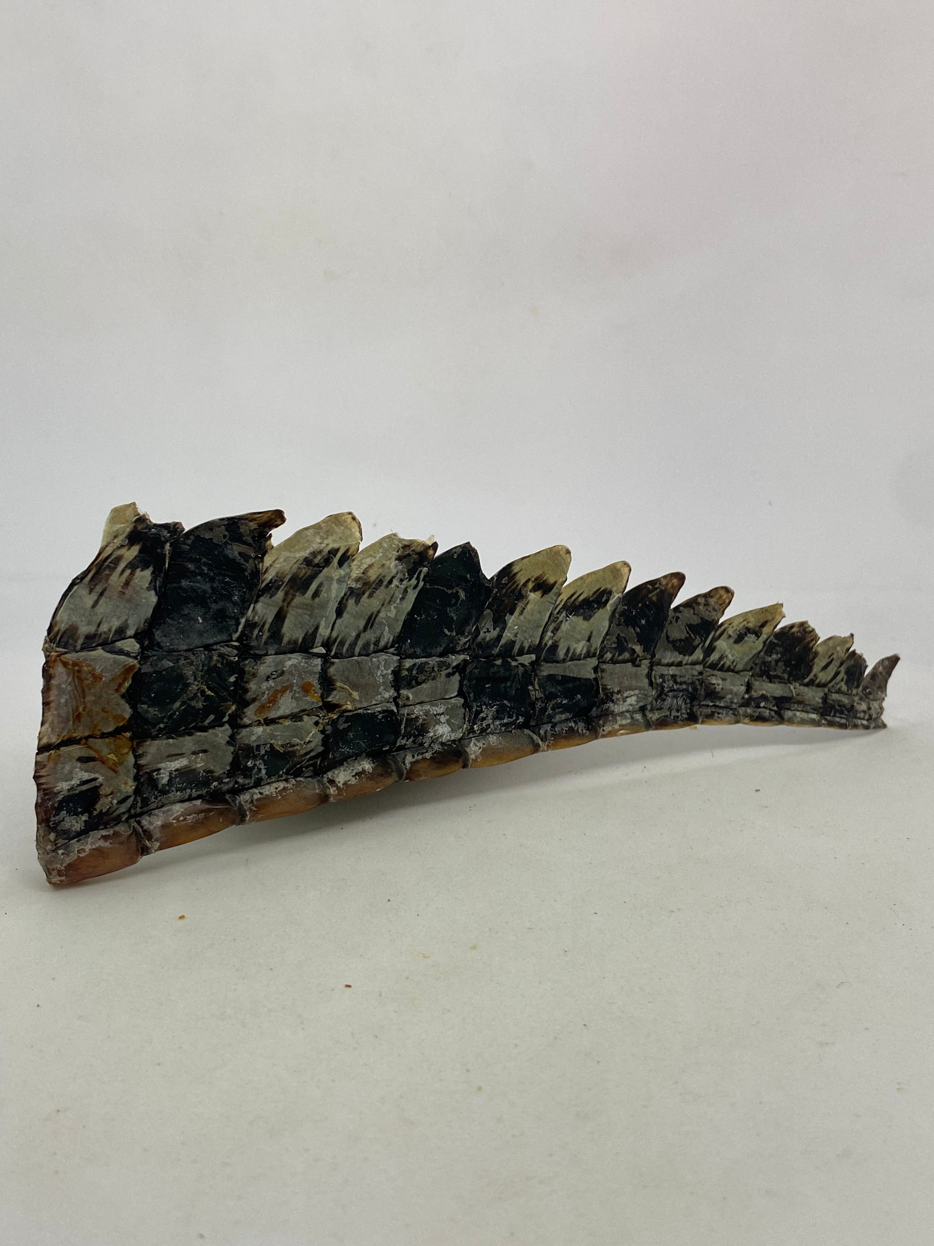 Crocodile Tails
