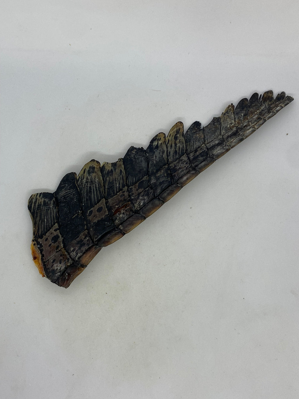 Crocodile Tails