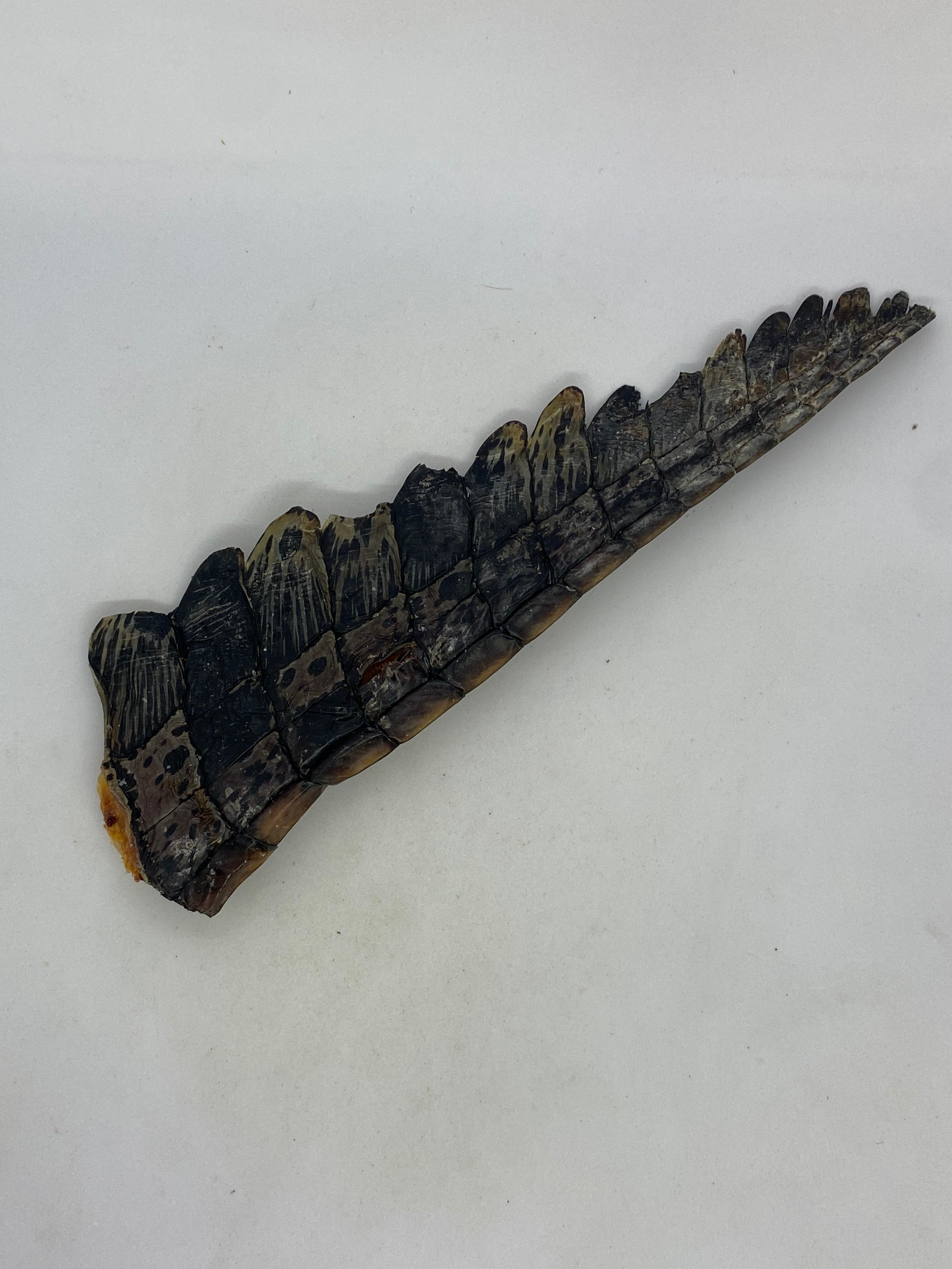Crocodile Tails