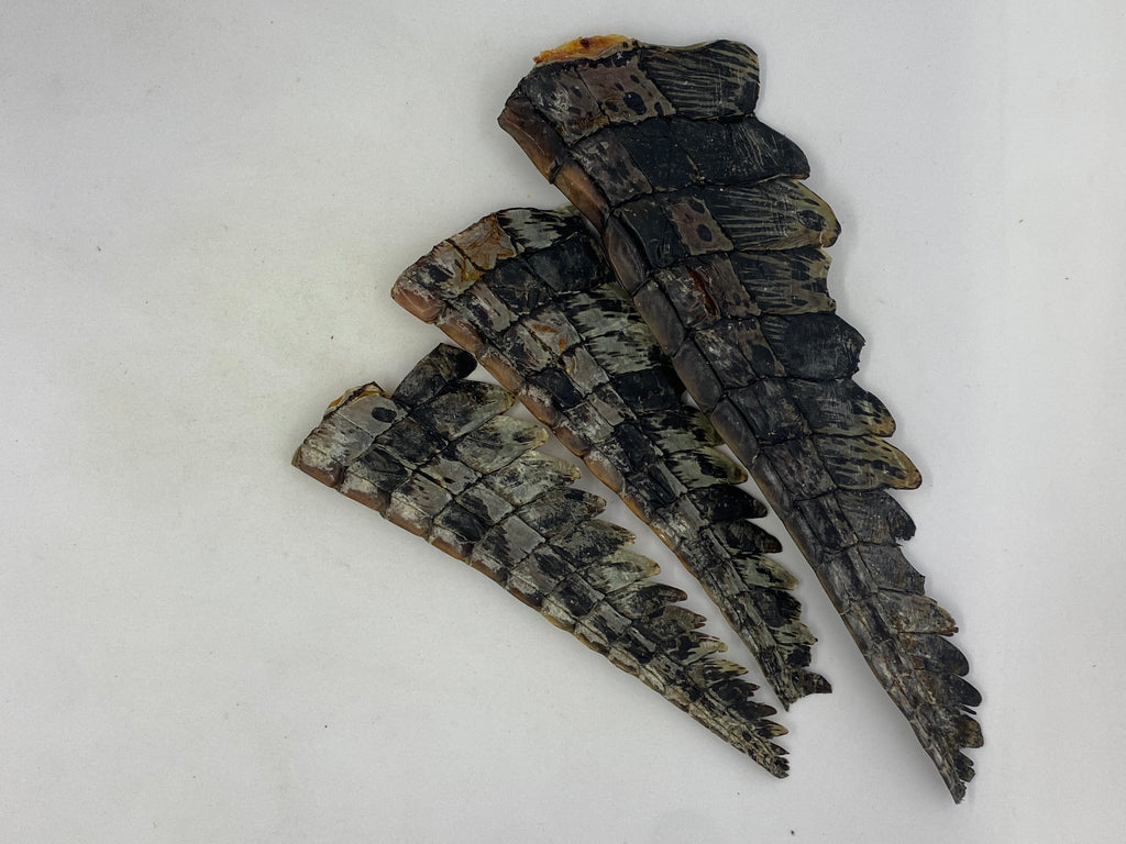 Crocodile Tails
