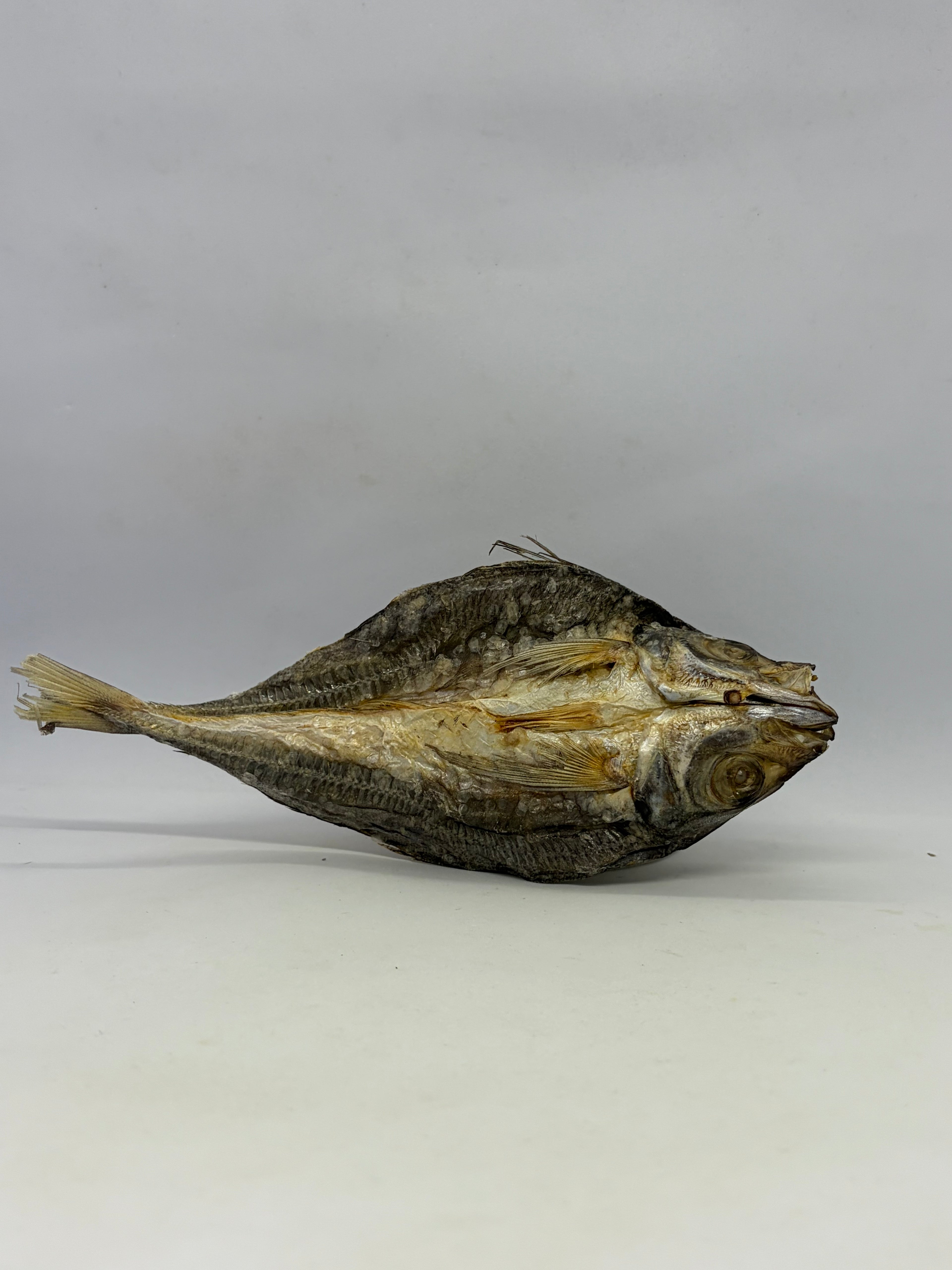 Yellow Tail