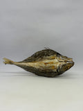 Yellow Tail