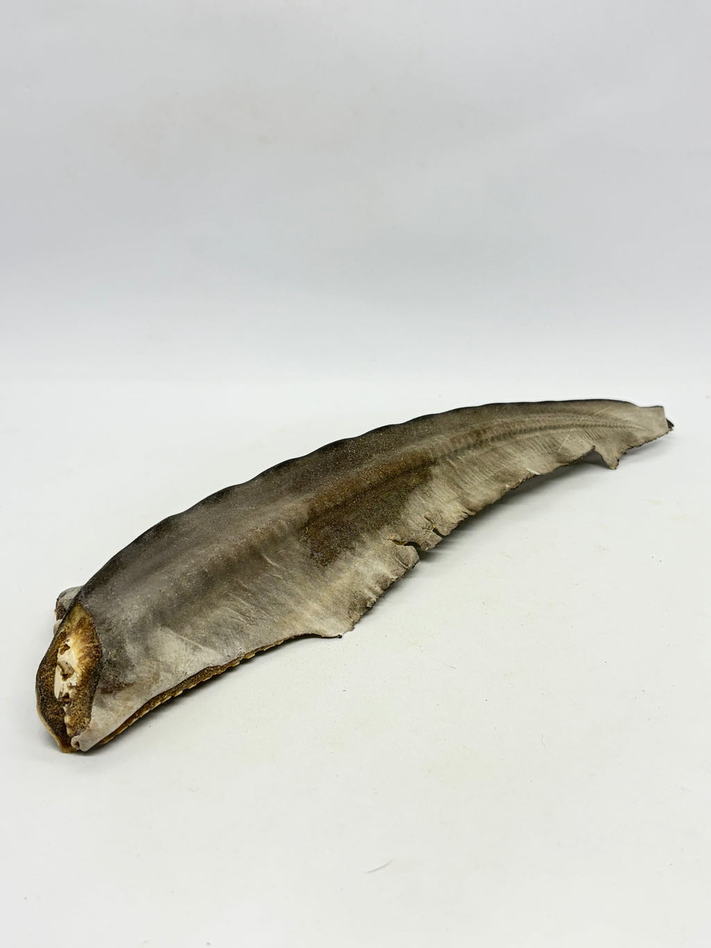 Shark Tails