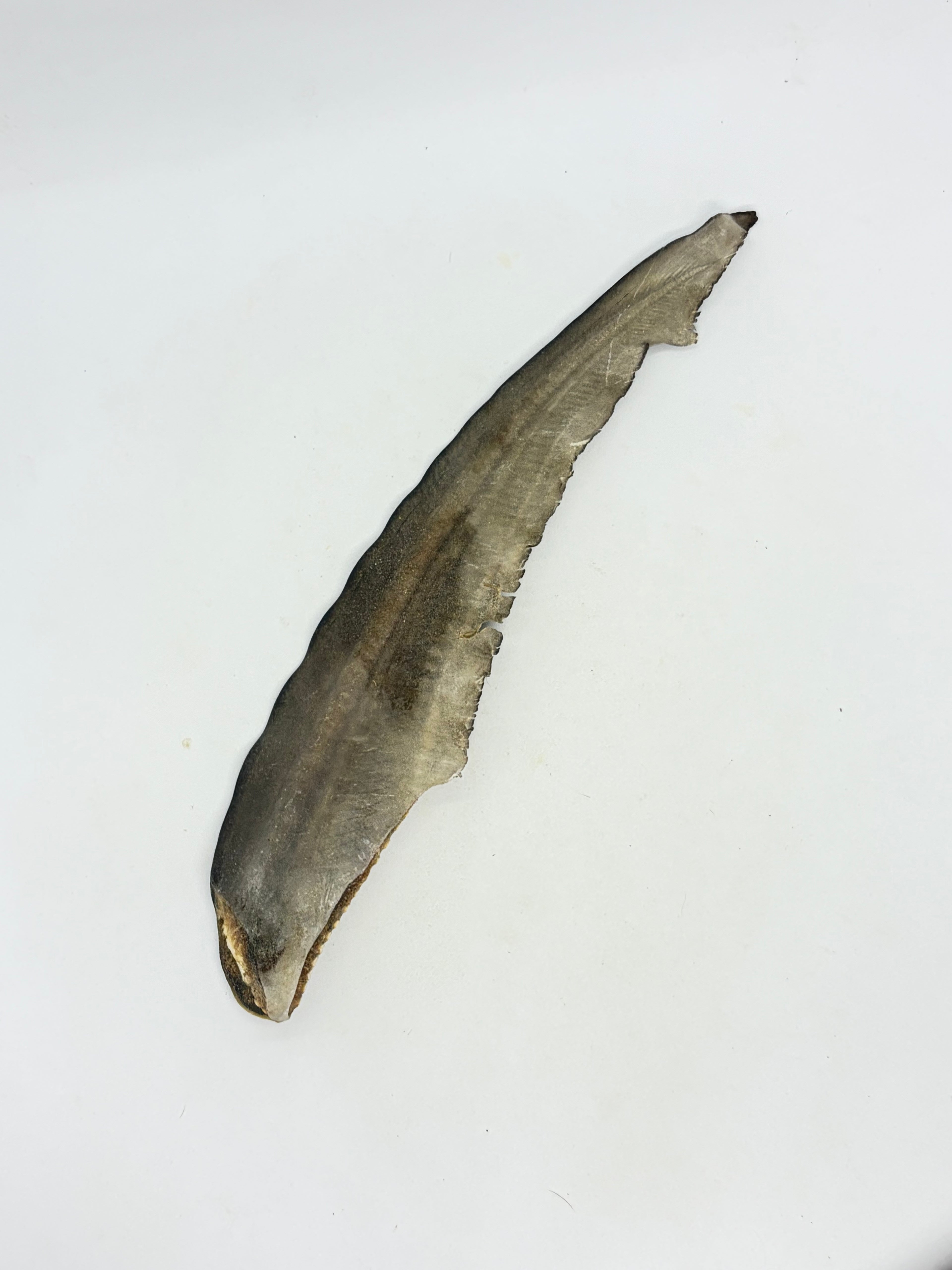 Shark Tails