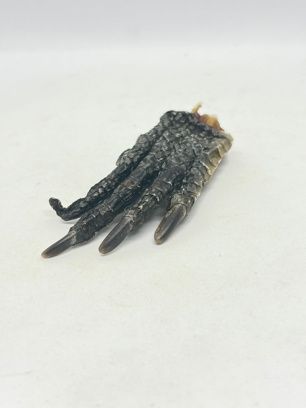 Crocodile Feet