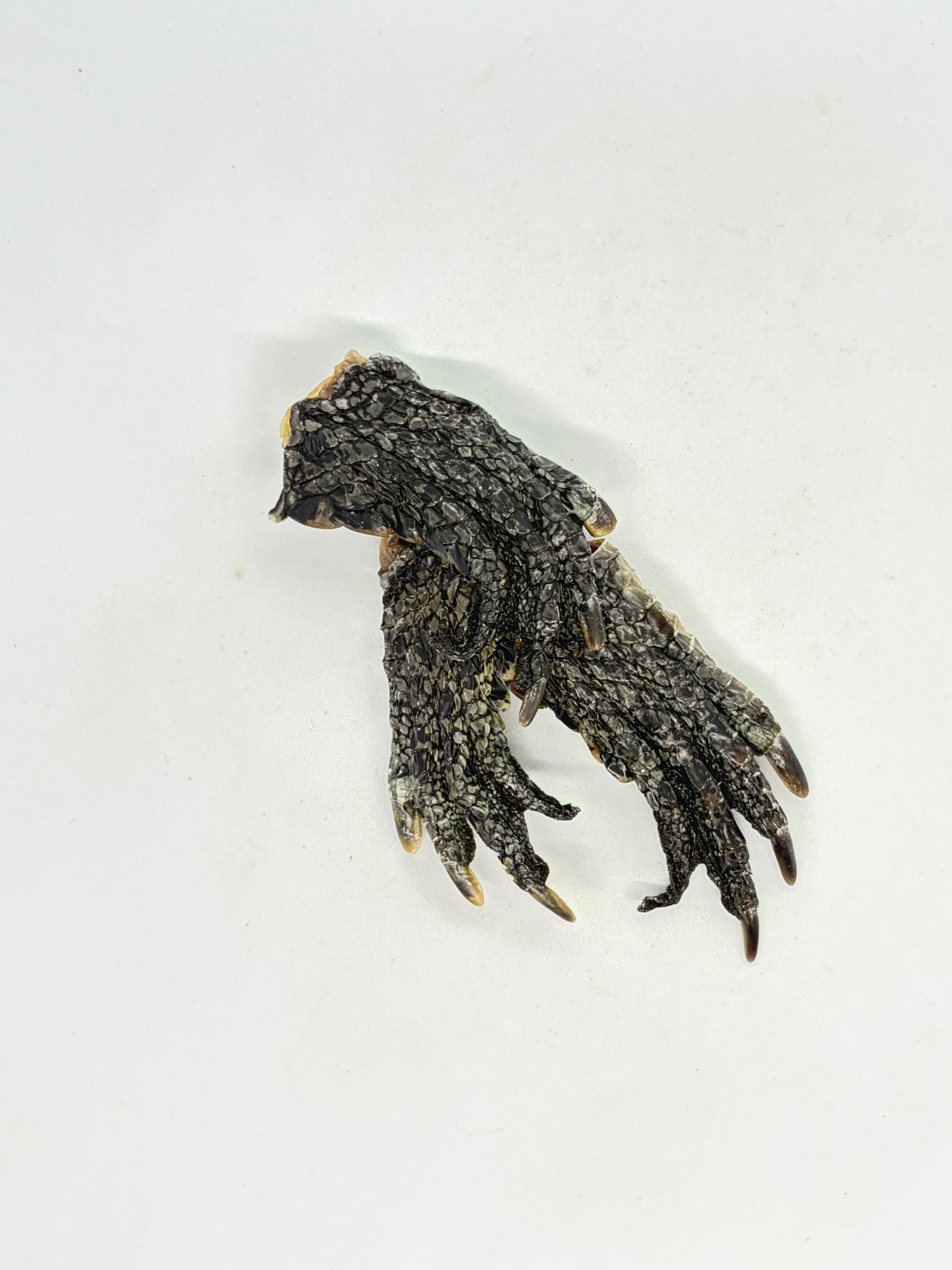 Crocodile Feet