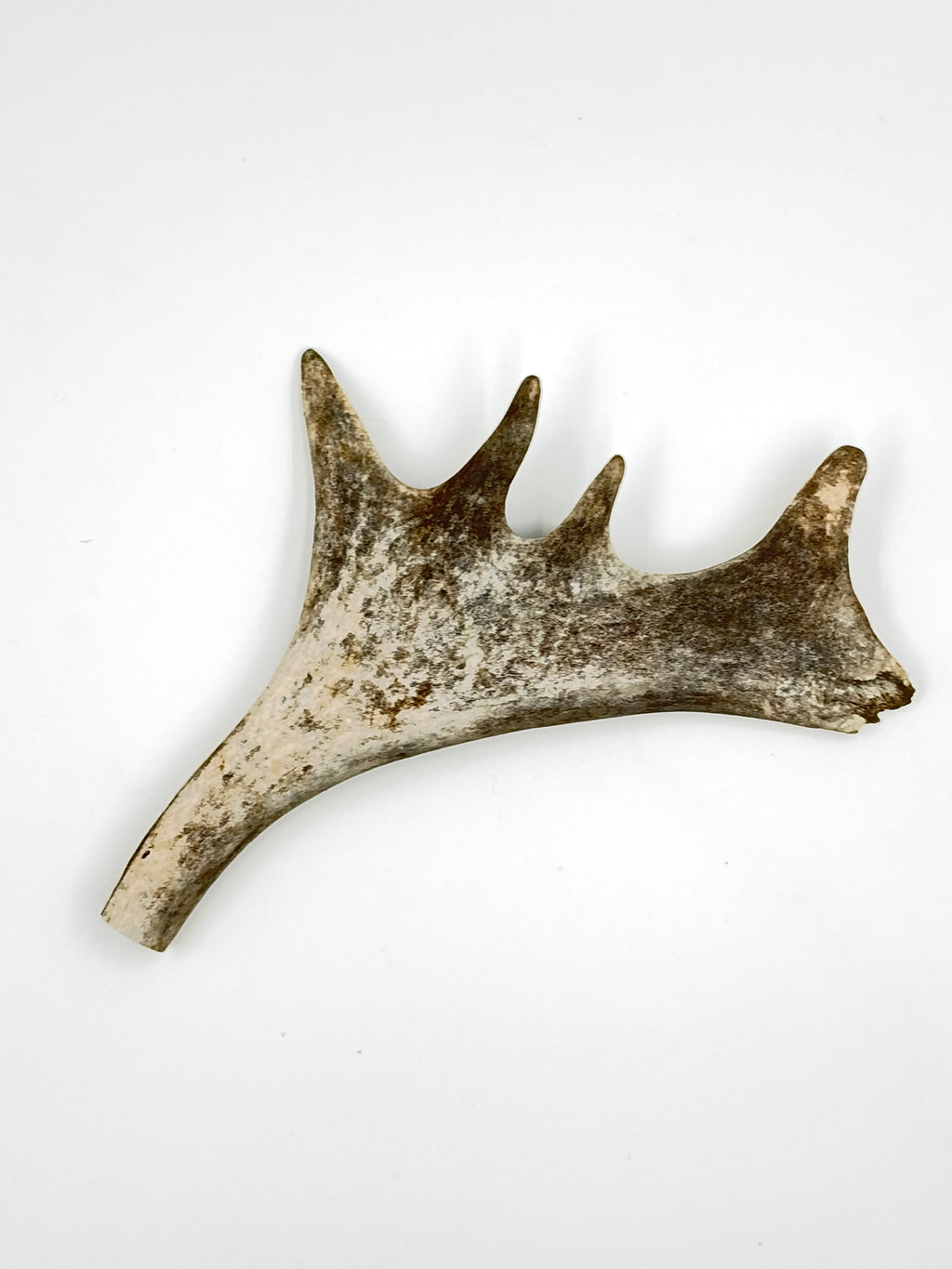 Deer Antler