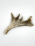 Deer Antler