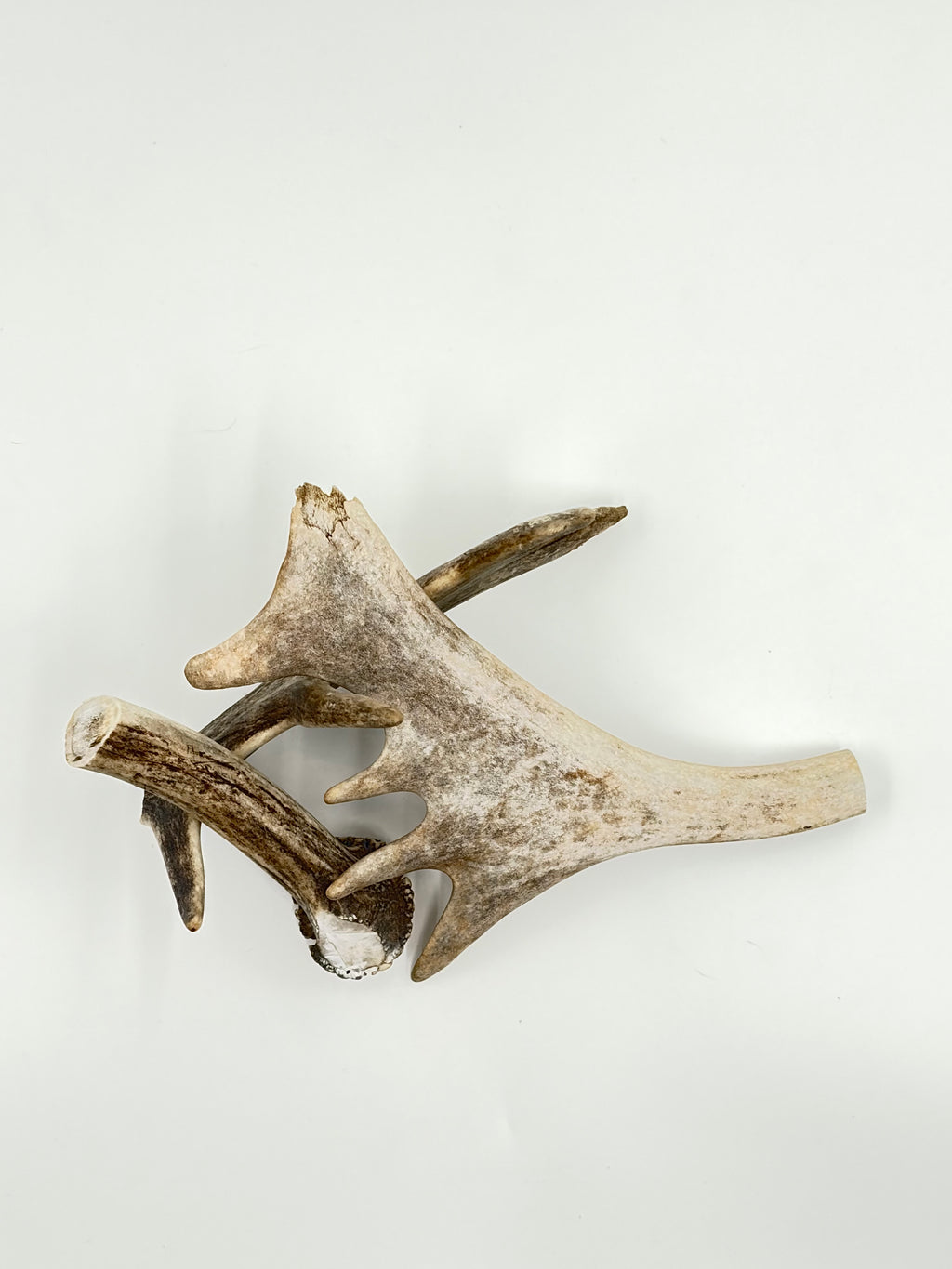 Deer Antler
