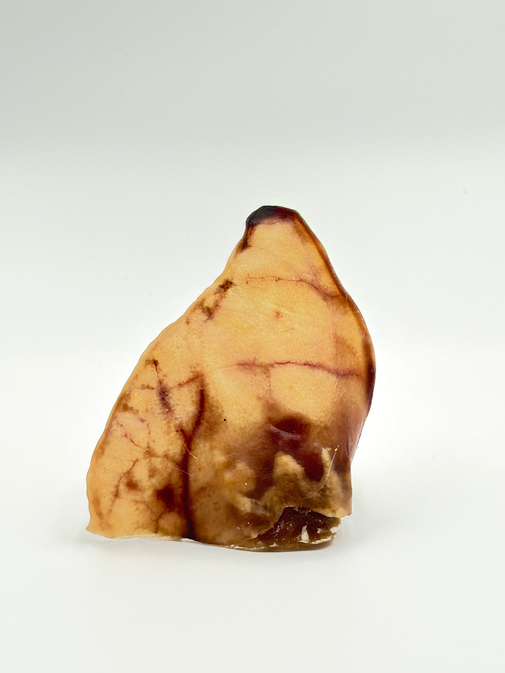 Australian Pigs Ear