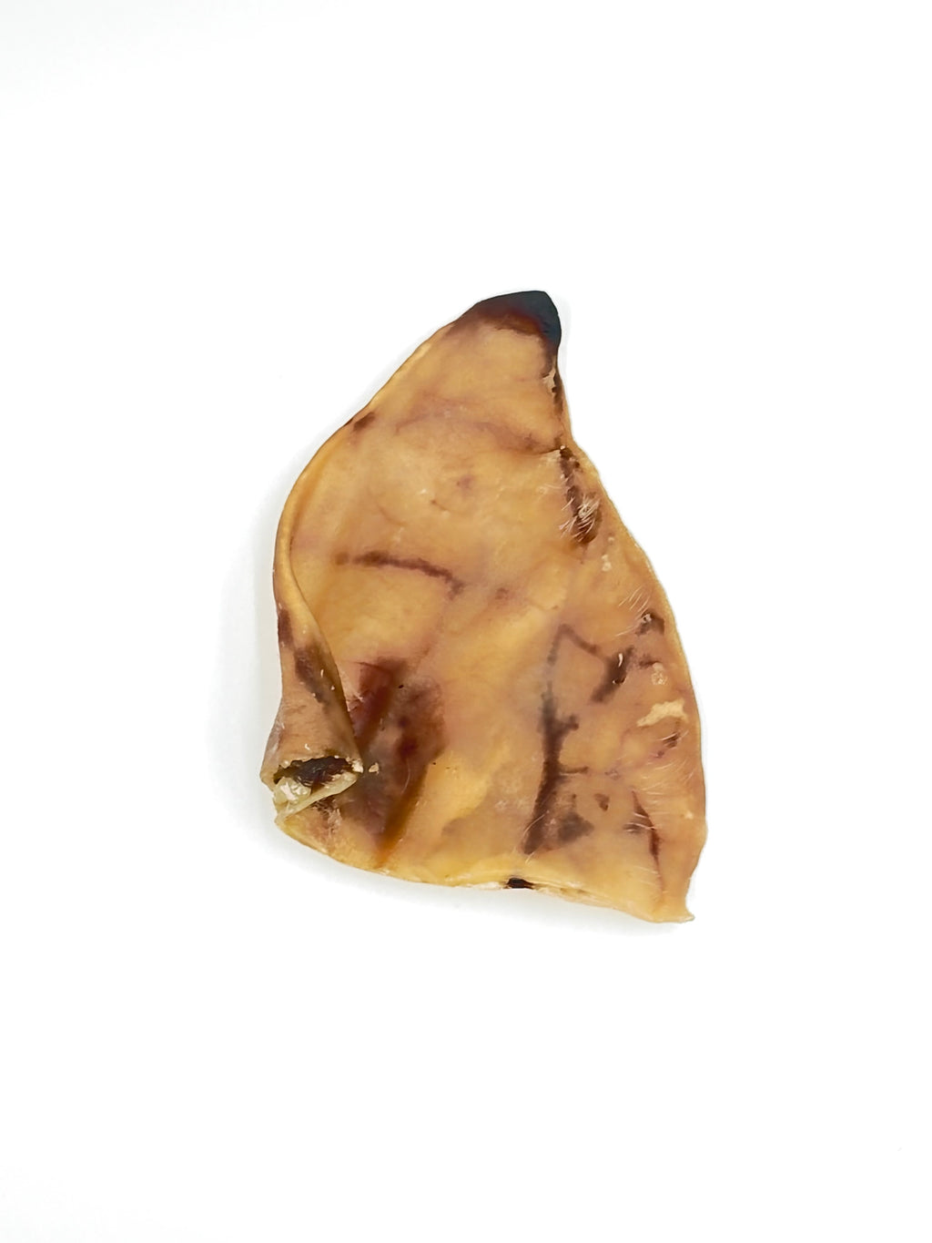Australian Pigs Ear