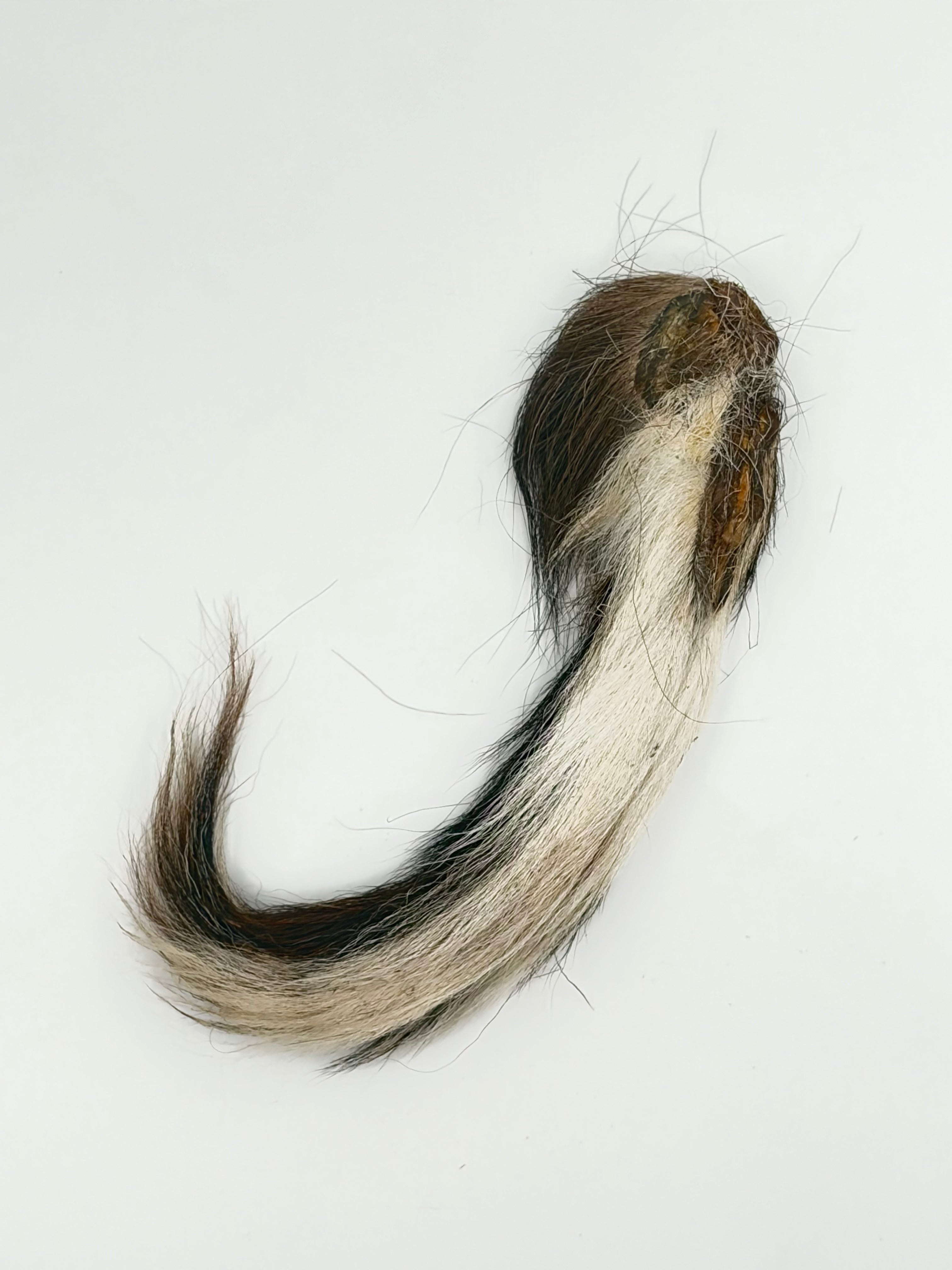 Furry Deer Tails