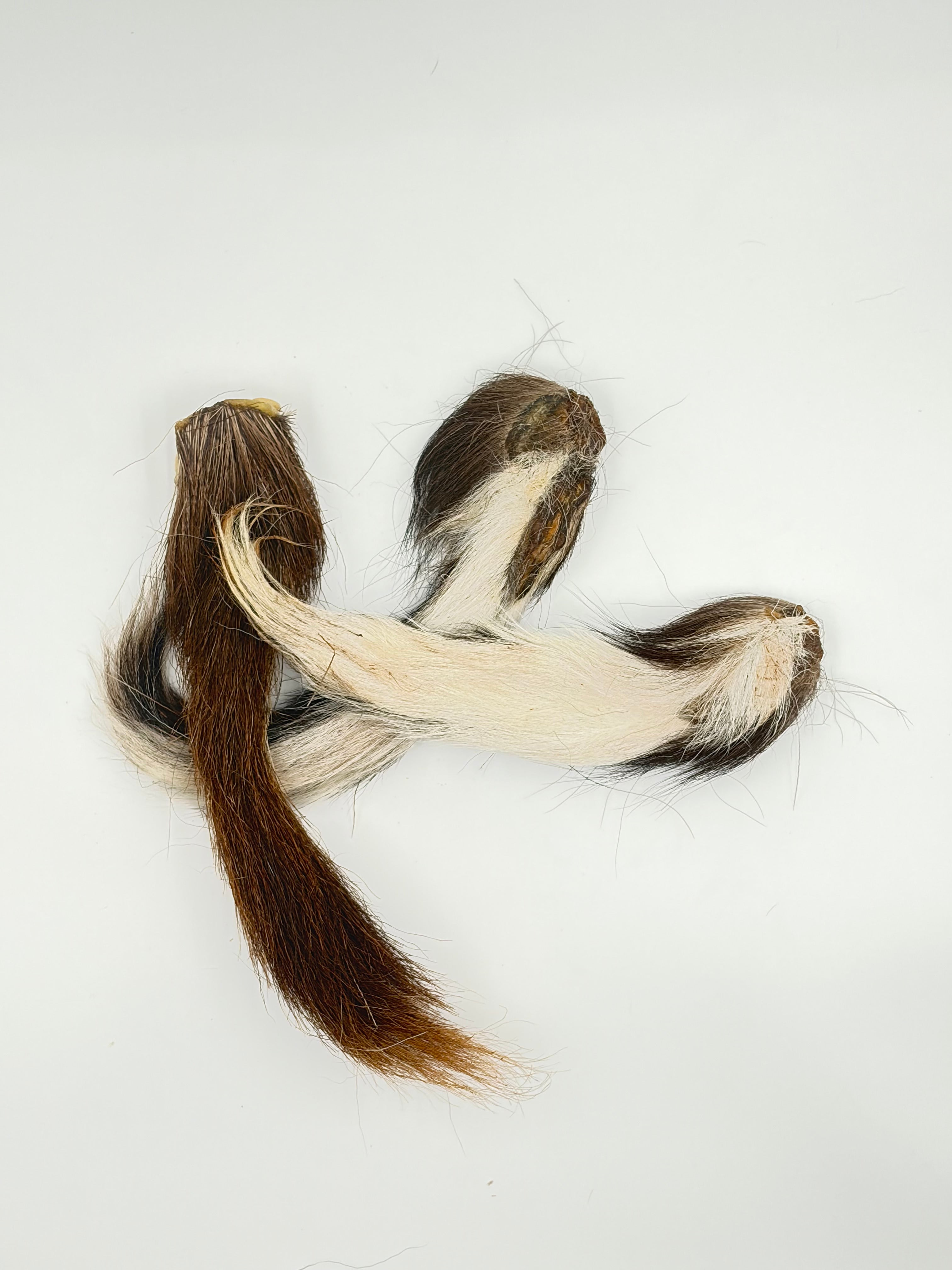 Furry Deer Tails