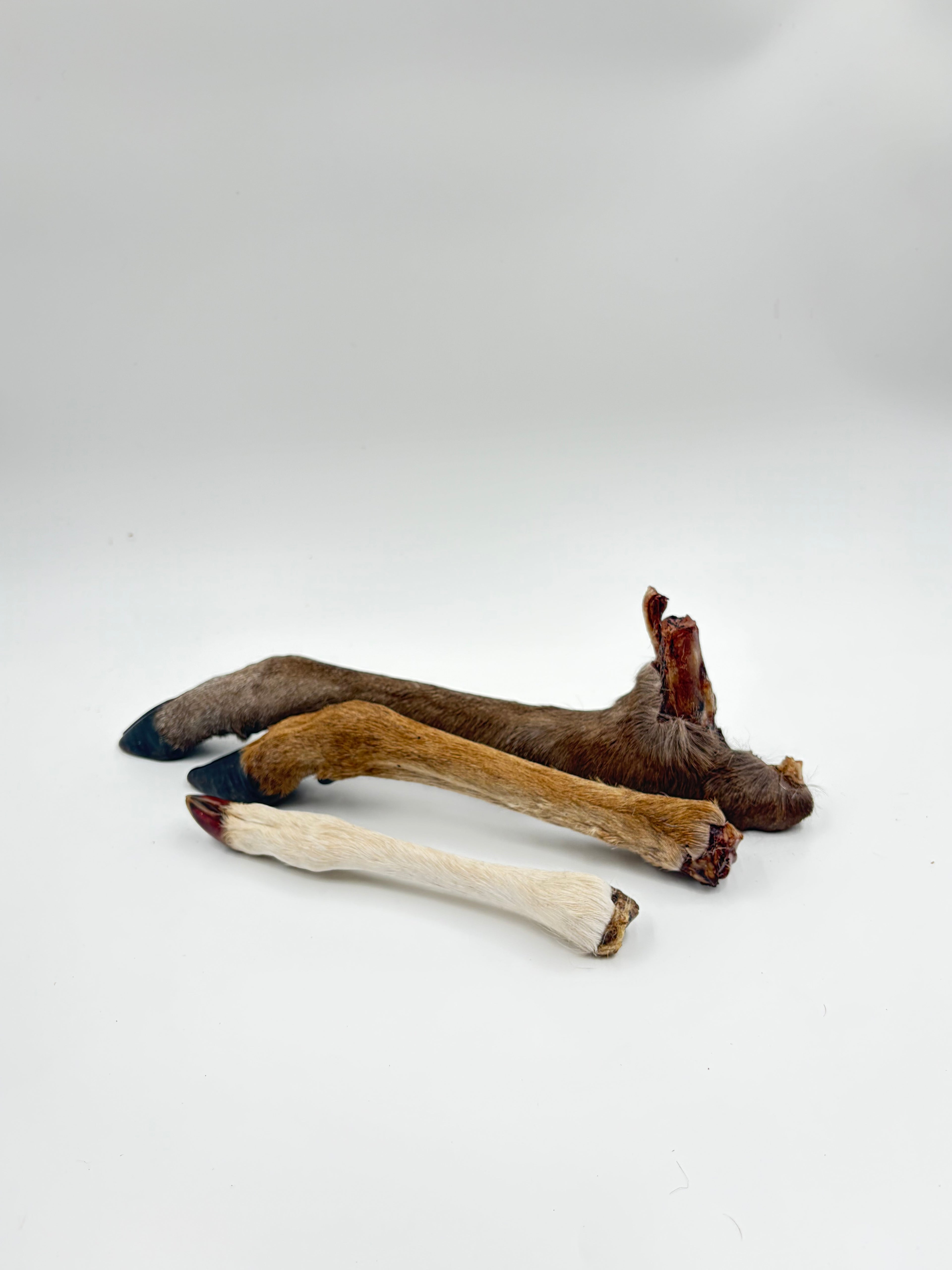 Deer Trotter