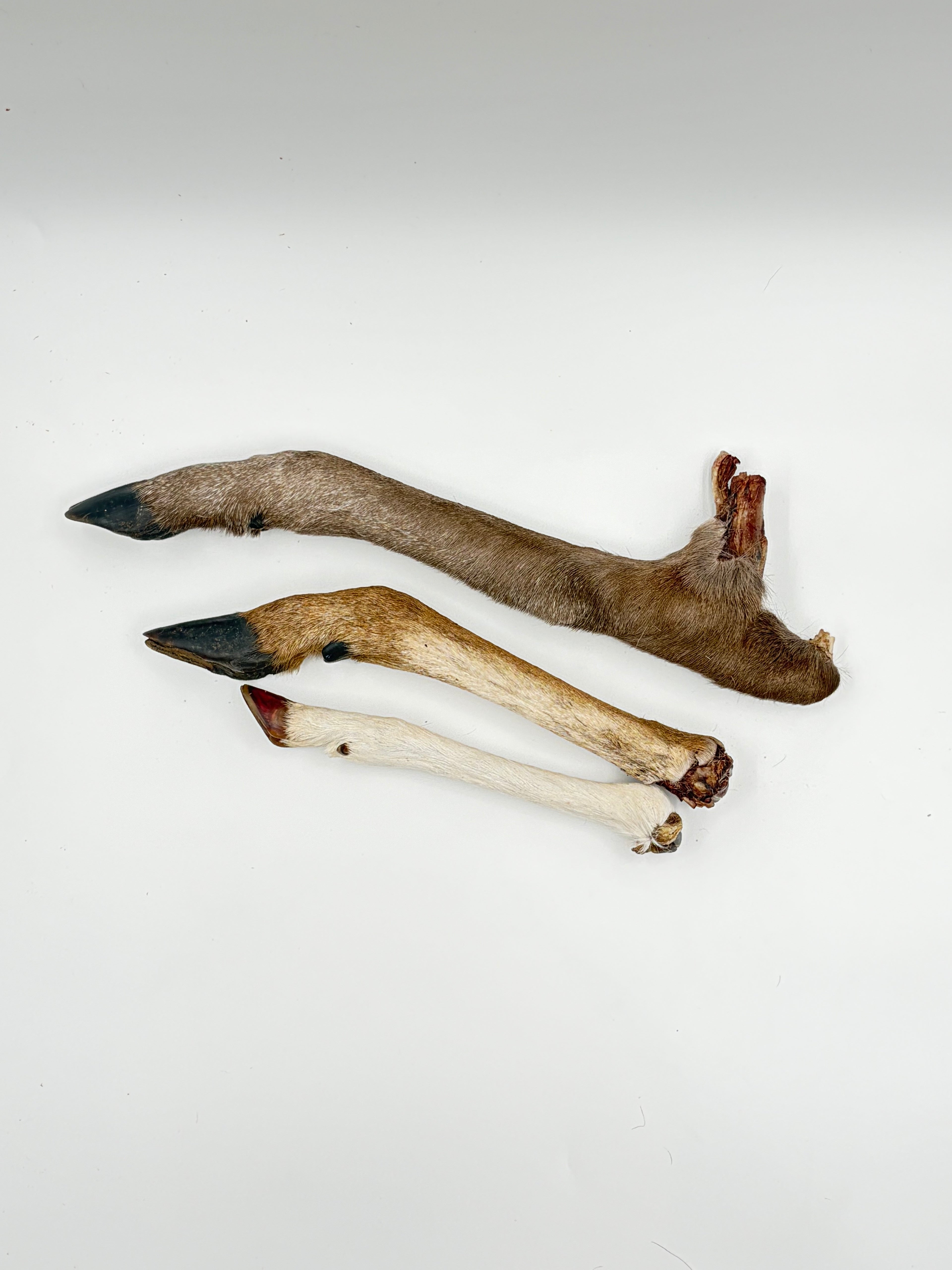 Deer Trotter