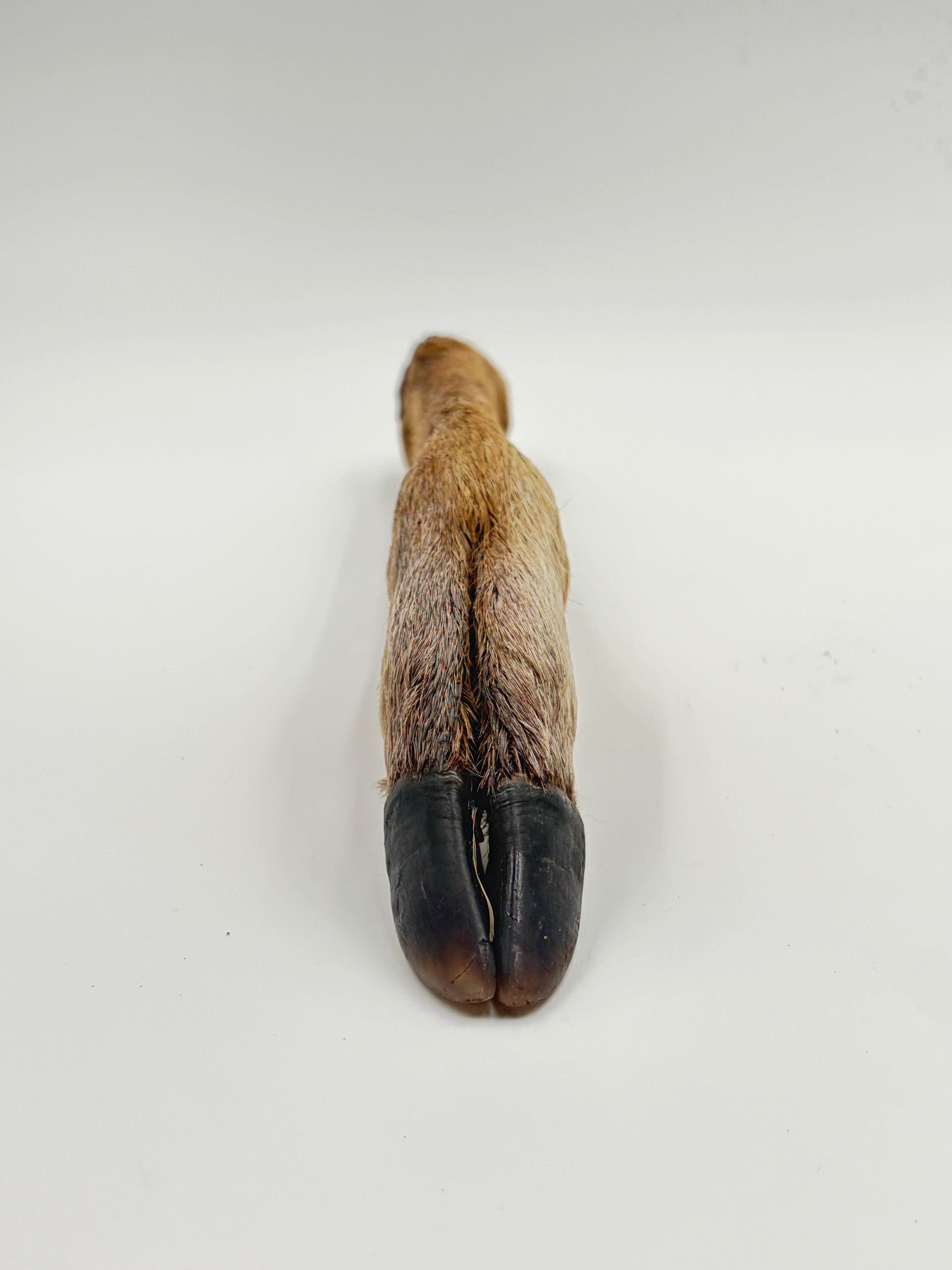 Furry Deer Trotters